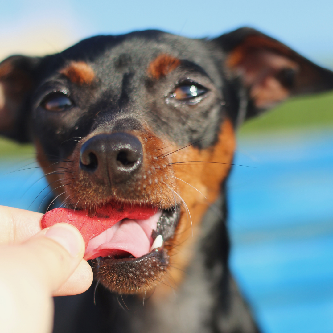 Lisboa Beet - Natürliche Hundesnacks mit Superfoods