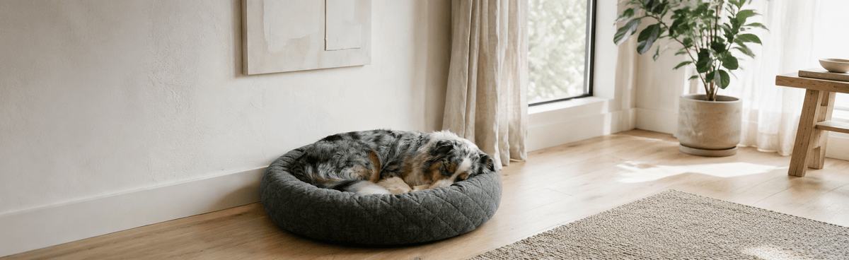 Praktisches Hundezubehör für Alltag und Reisen