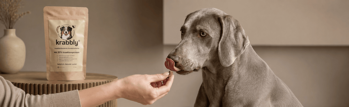 Hundefutter, Hundesnacks und Leckerlis